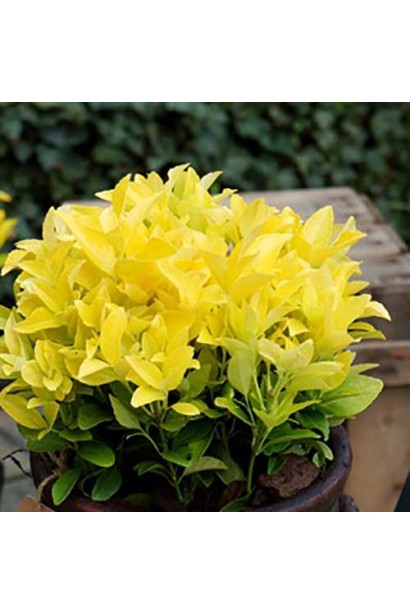 Бруслина японська Ел Дорадо